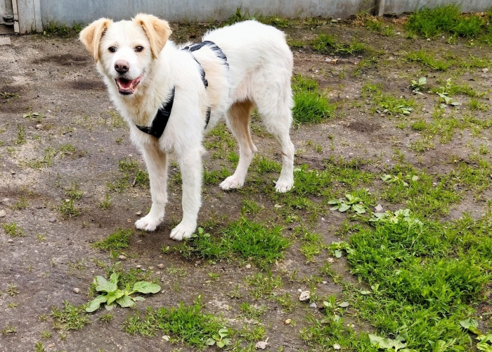 Mischling-Hund, Vicky, Tierheim Burgdorf