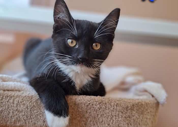 EKH-Katze, Gauner, Gilda und Greetje, Tierheim Burgdorf