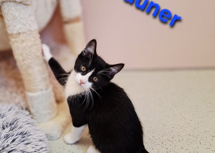 EKH-Katze, Gauner, Gilda und Greetje, Tierheim Burgdorf