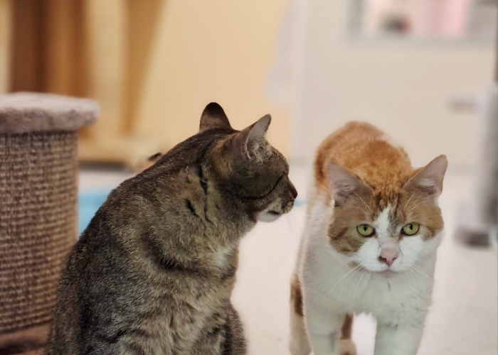 EKH-Katze, Bratan, Tierheim Burgdorf