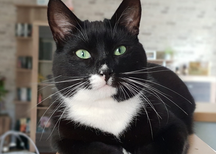 Katze, EKH, Aiden, Tierheim Burgdorf