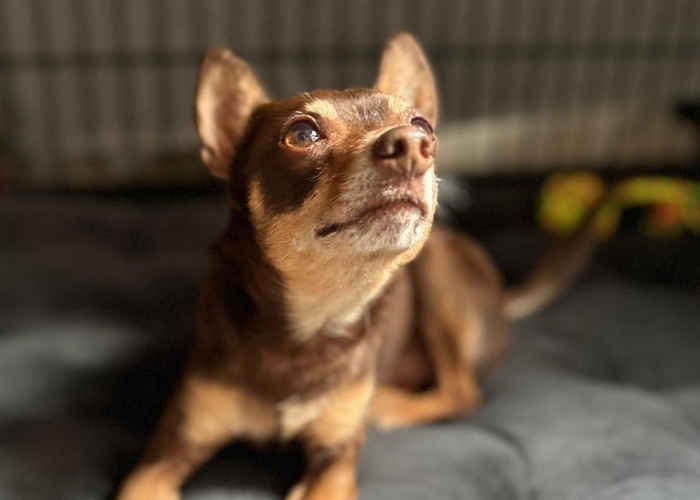Hund, Russkiy Toy, Ronny, Tierheim Burgdorf