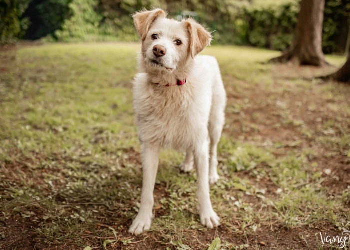 Hund, Mischling, Vicky, Tierheim Burgdorf