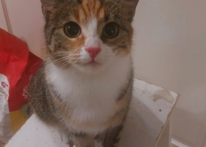 Katze, EKH, Molli, Tierheim Burgdorf