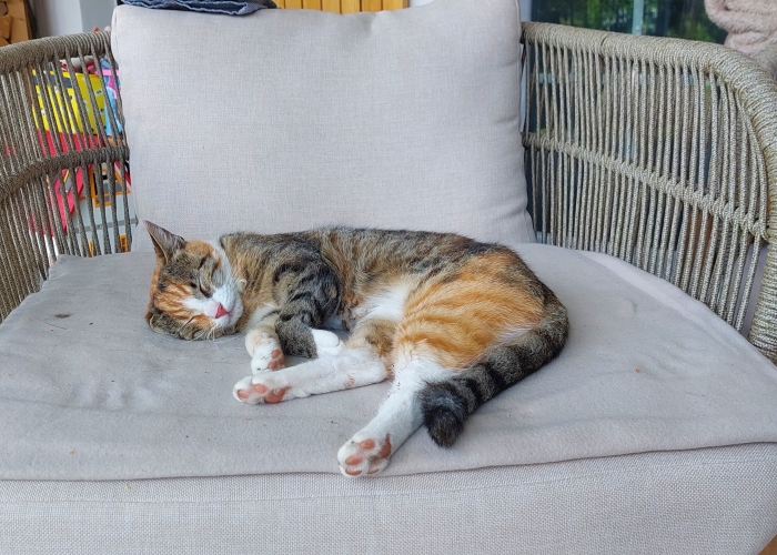 EKH-Katze, Molli, Tierheim Burgdorf