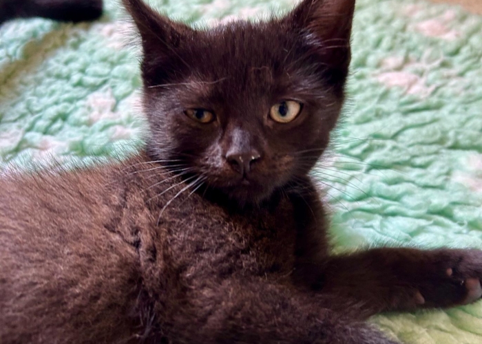 EKH-Katze, Jann-Focke und Jelto, Tierheim Burgdorf