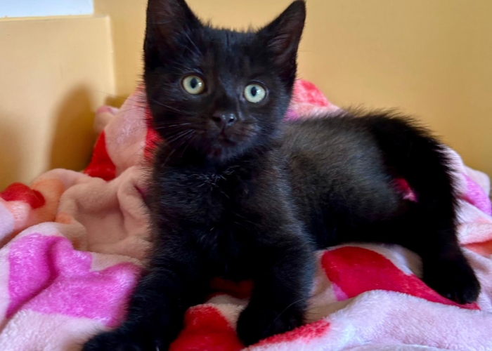EKH-Katze, Jann-Focke und Jelto, Tierheim Burgdorf