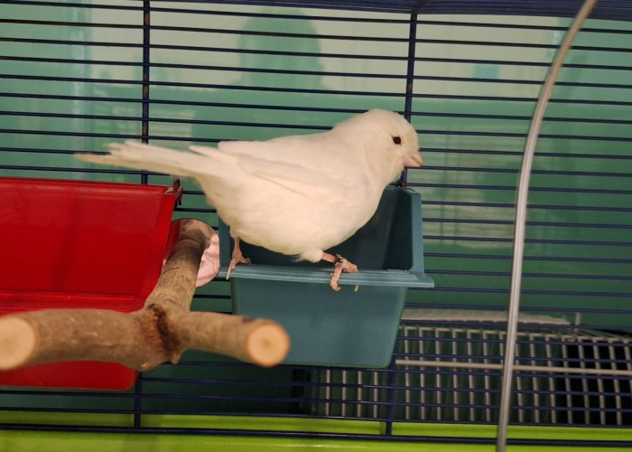 Vogel, Kanarienvogel, Pip, Tierheim Burgdorf
