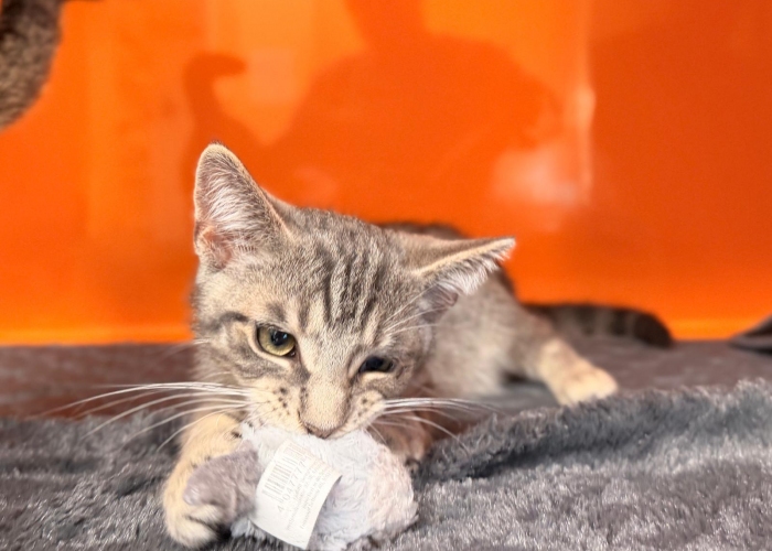 EKH-Katze, Cain und Calimera, Tierheim Burgdorf