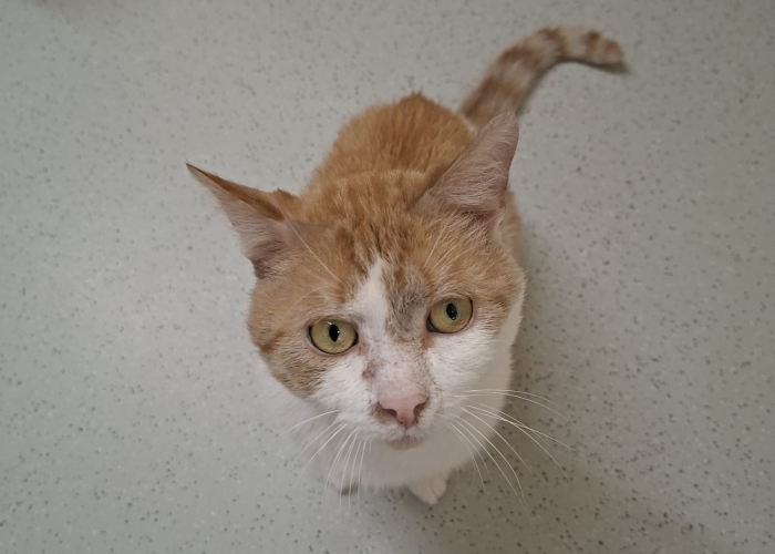 EKH-Katze, Bratan & Rigatoni, Tierheim Burgdorf