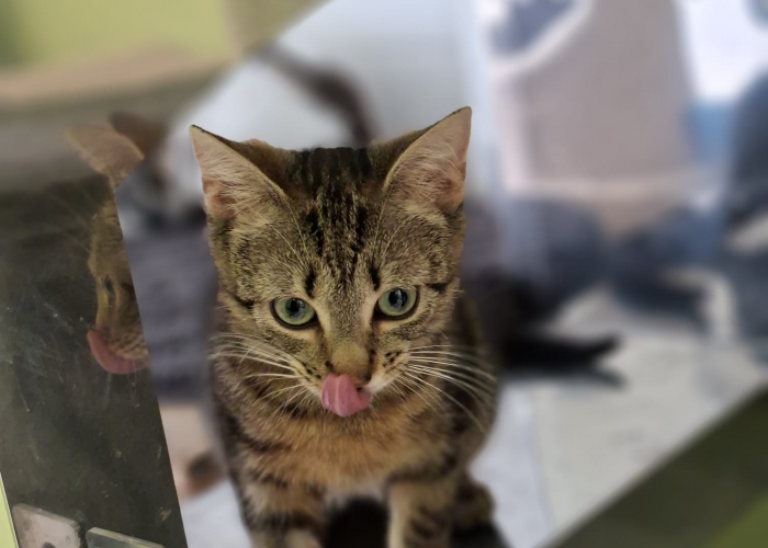 EKH-Katze, Matcha und Vivaro, Tierheim Burgdorf