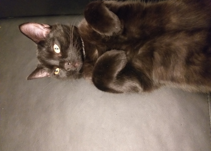 -Katze, Herkules, Tierheim Burgdorf