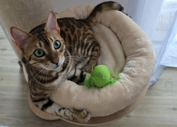 Katze, Bengal, Acy, Tierheim Burgdorf
