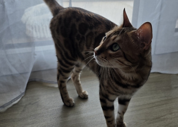 Bengal-Katze, Acy, Tierheim Burgdorf