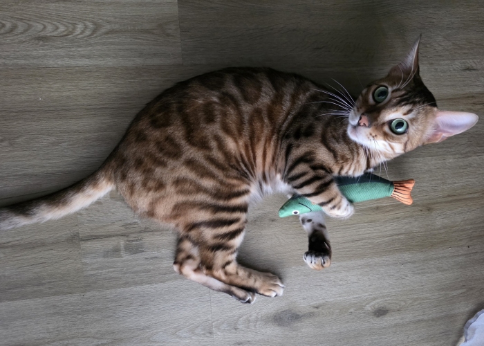 Bengal-Katze, Acy, Tierheim Burgdorf