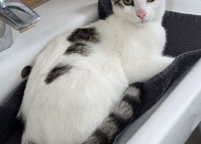 EKH-Katze, Merlin, Tierheim Burgdorf