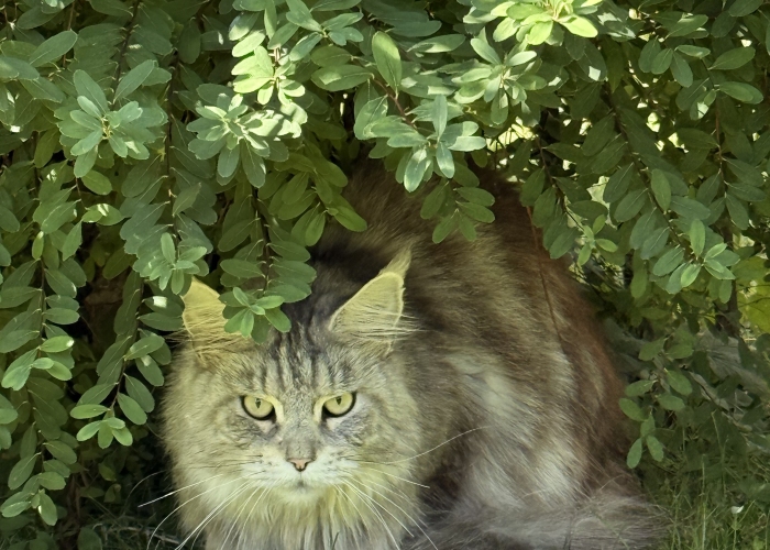 Katze, Maine Coon, , Tierheim Burgdorf