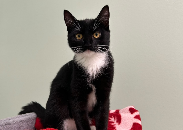 Katze, EKH, Gilda und Greetje, Tierheim Burgdorf
