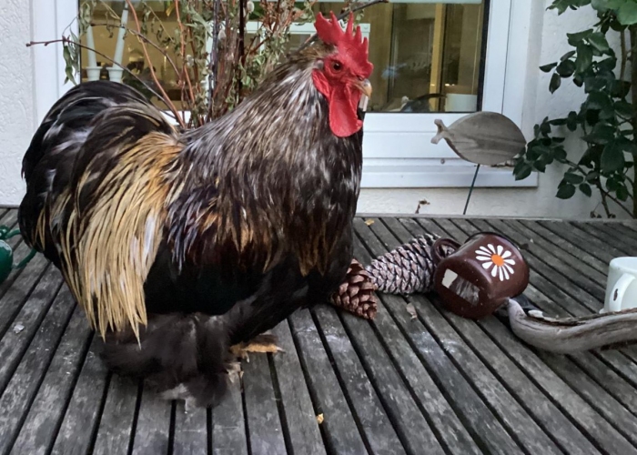 Zwerg Cochin Hahn-Vogel, Paul, Tierheim Burgdorf