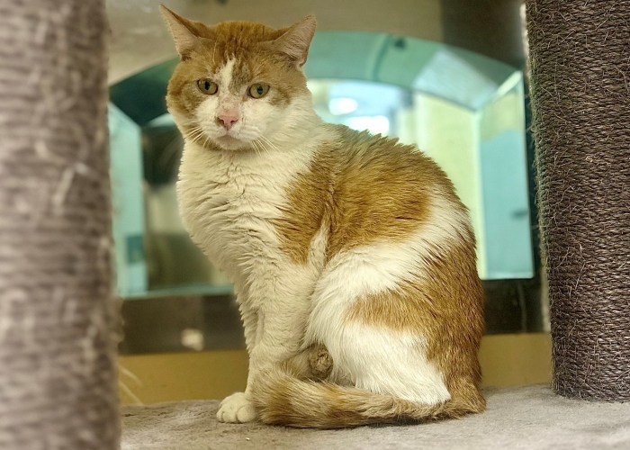 Katze, EKH, Bratan & Rigatoni, Tierheim Burgdorf