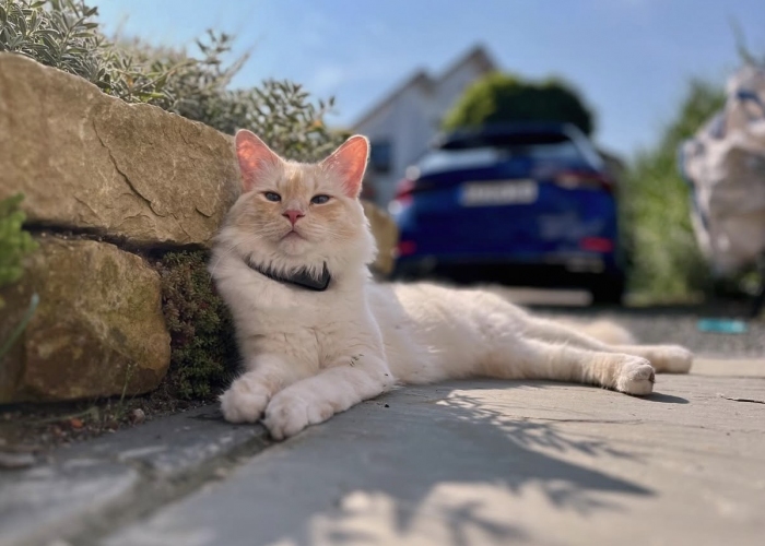 Norwegische Waldkatze / Ragdoll Mix-Katze, Fiete, Tierheim Burgdorf