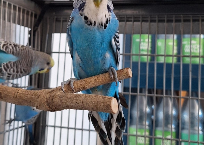 Vogel, (Schau)Wellensittich, Walter, Tierheim Burgdorf