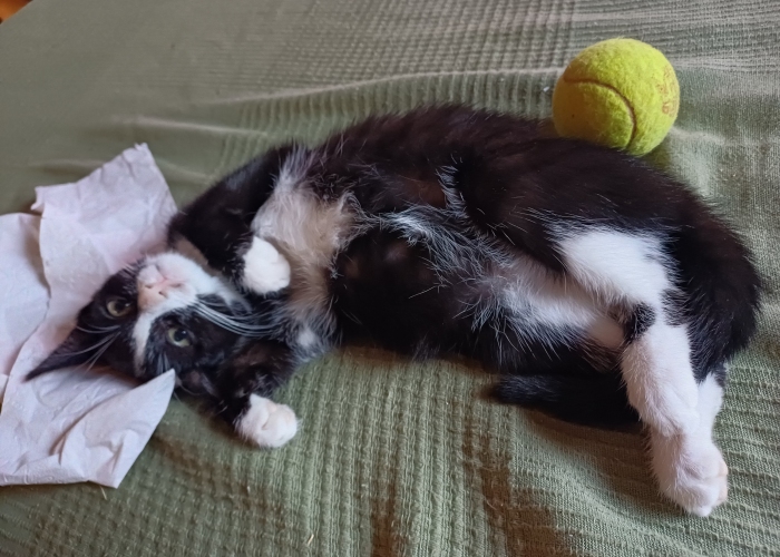 EKH-Katze, Sophie und Aggie, Tierheim Burgdorf