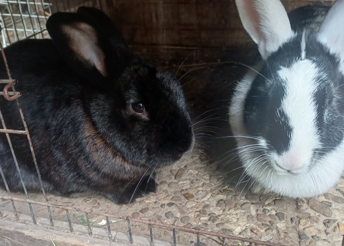 Kleintier, Riesen Mix, Floki und Skylor, Tierheim Burgdorf