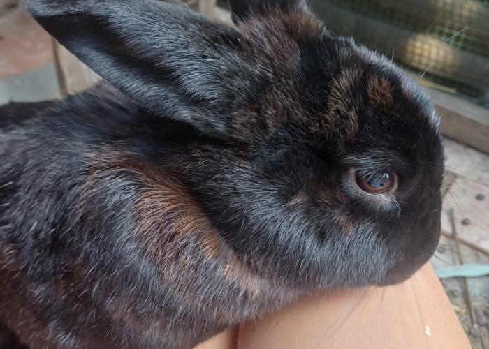 Riesen Mix-Kleintier, Floki und Skylor, Tierheim Burgdorf