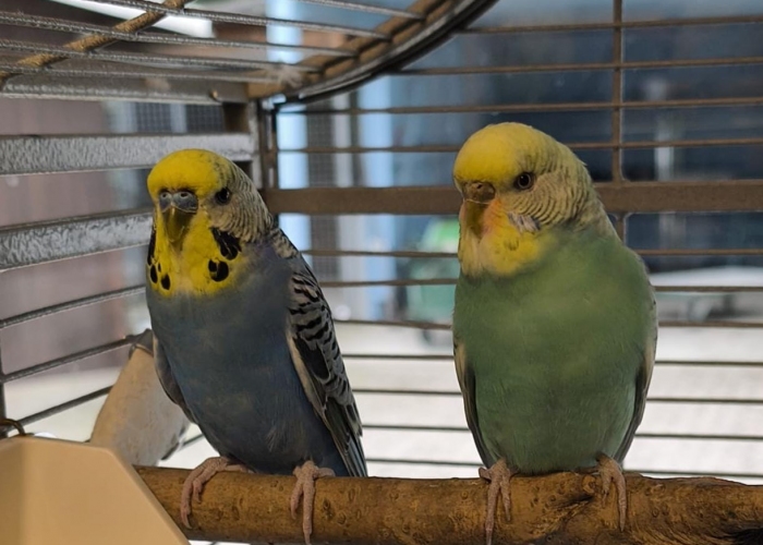 Vogel, Wellensittich, Ando und Amadi, Tierheim Burgdorf