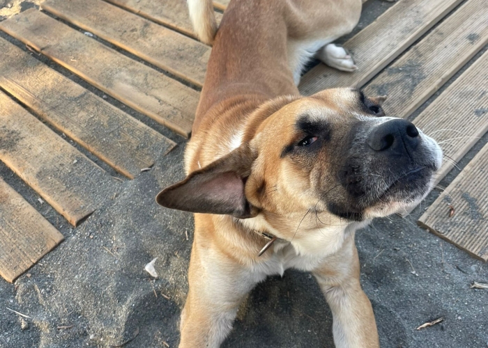 Hellinikos Pimenikós-Mix-Hund, Elios, Tierheim Burgdorf
