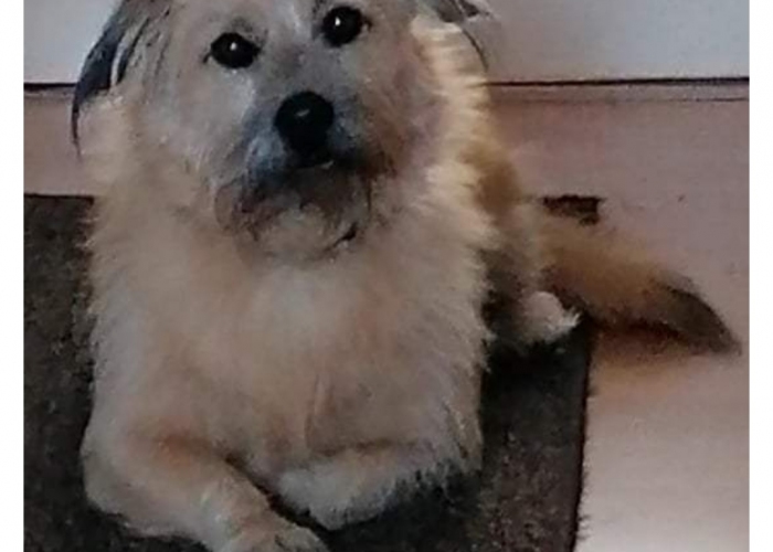 Hund, Mischling, Teddy, Tierheim Burgdorf