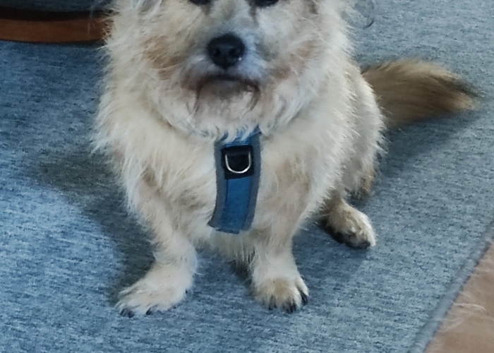 Mischling-Hund, Teddy, Tierheim Burgdorf