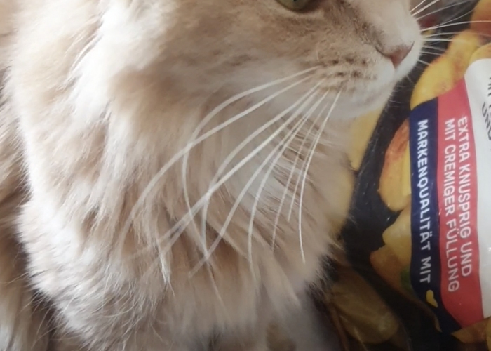 Katze, MainCoon, Miss Allie, Tierheim Burgdorf
