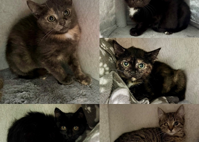 Katze, EKH, Unsere Kleinsten , Tierheim Burgdorf