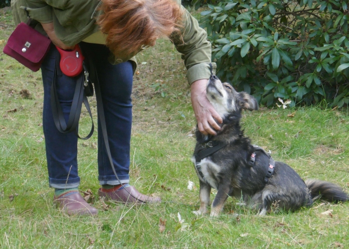 Mischling-Hund, Jack, Tierheim Burgdorf