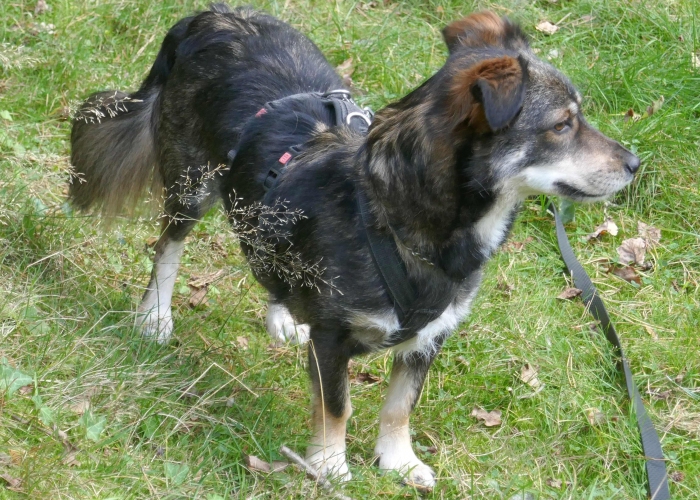 Mischling-Hund, Jack, Tierheim Burgdorf