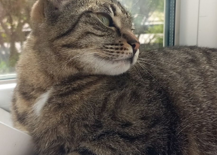 Katze, EKH, Minou, Tierheim Burgdorf