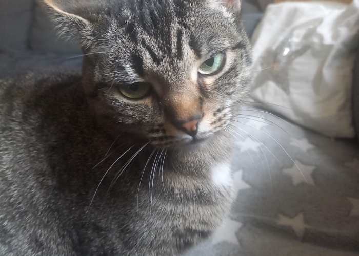 EKH-Katze, Minou, Tierheim Burgdorf