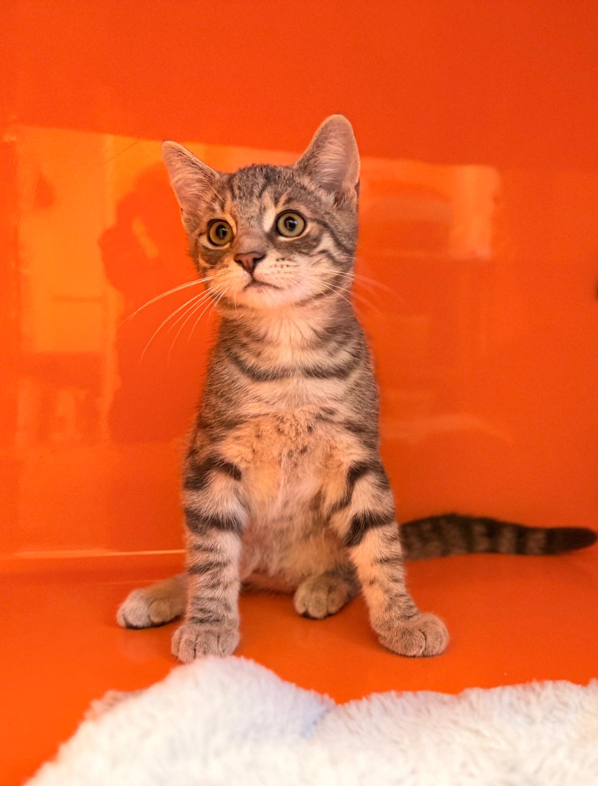 Katze, EKH, Campari und Calimero, Tierheim Burgdorf