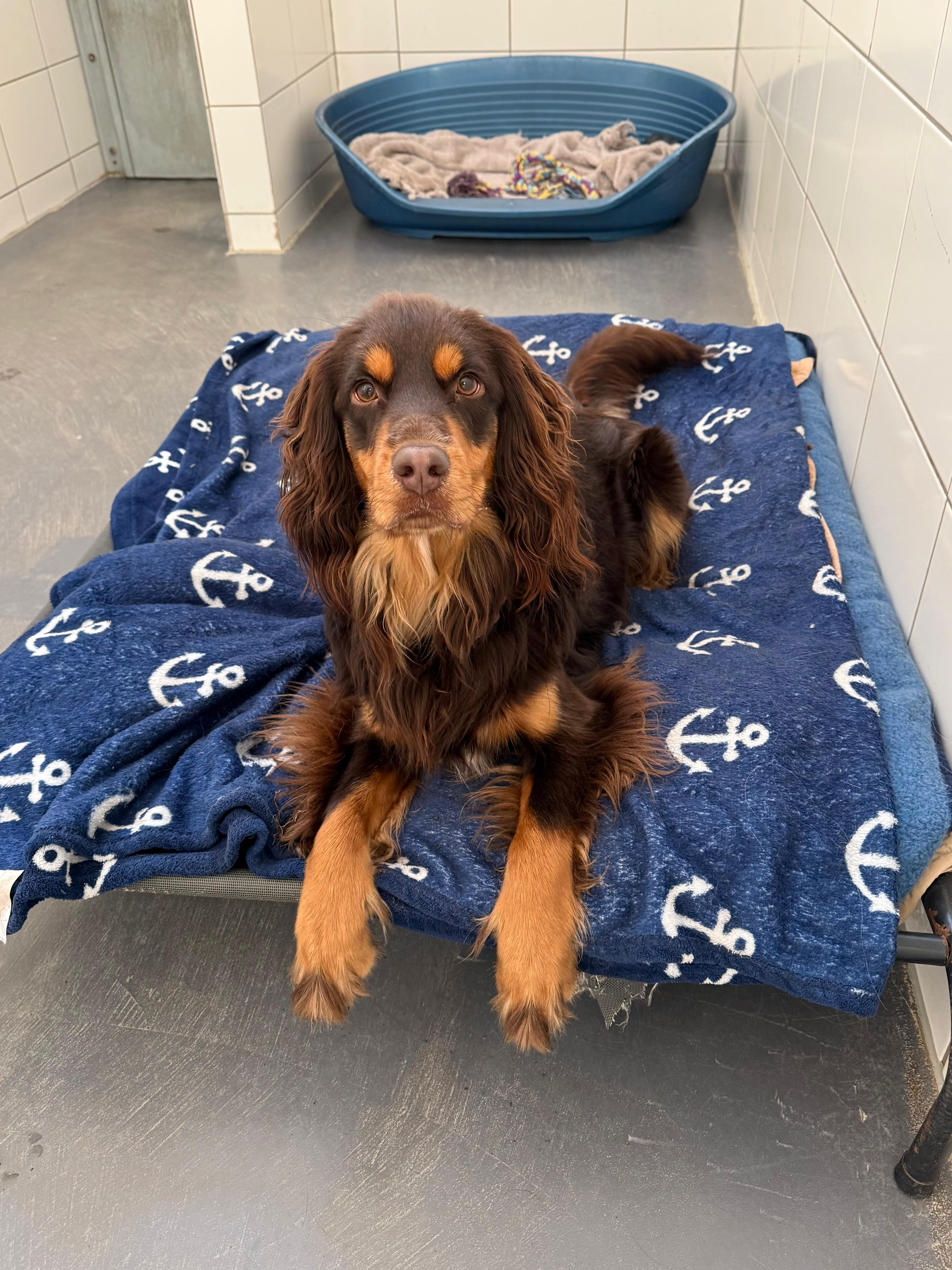 Hund, Cotralian (Australian Shepherd-Cocker Spaniel-Mischling), Buddy, Tierheim Burgdorf