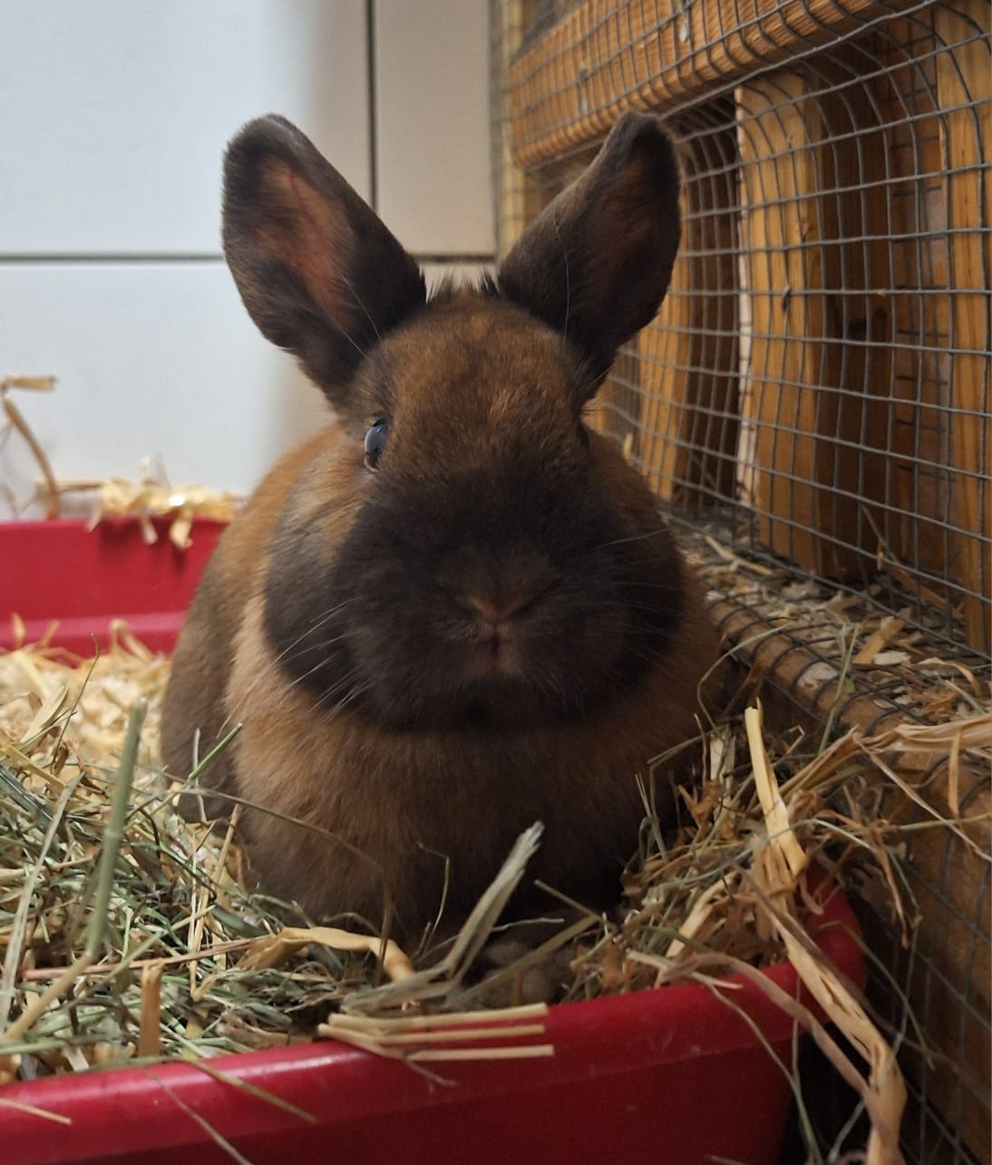 Kleintier, Farbenzwerg, Zivalius, Tierheim Burgdorf