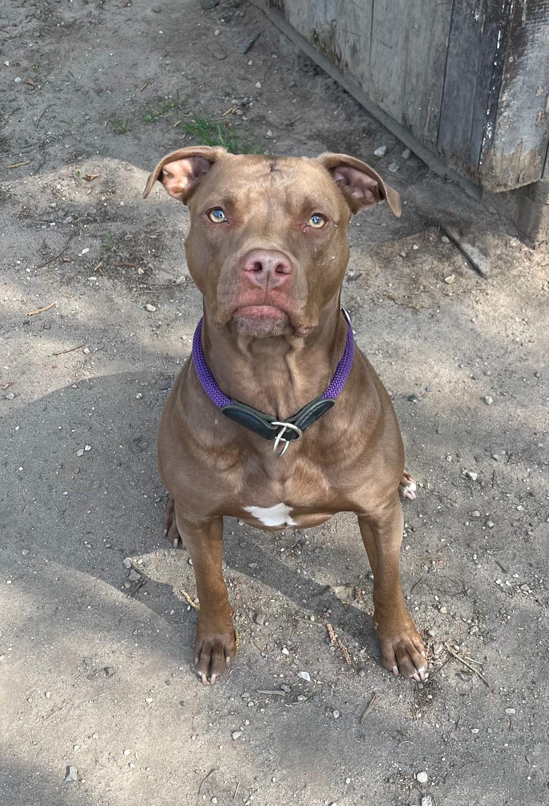 Hund, Rednose Pitbull, Stacy, Tierheim Burgdorf