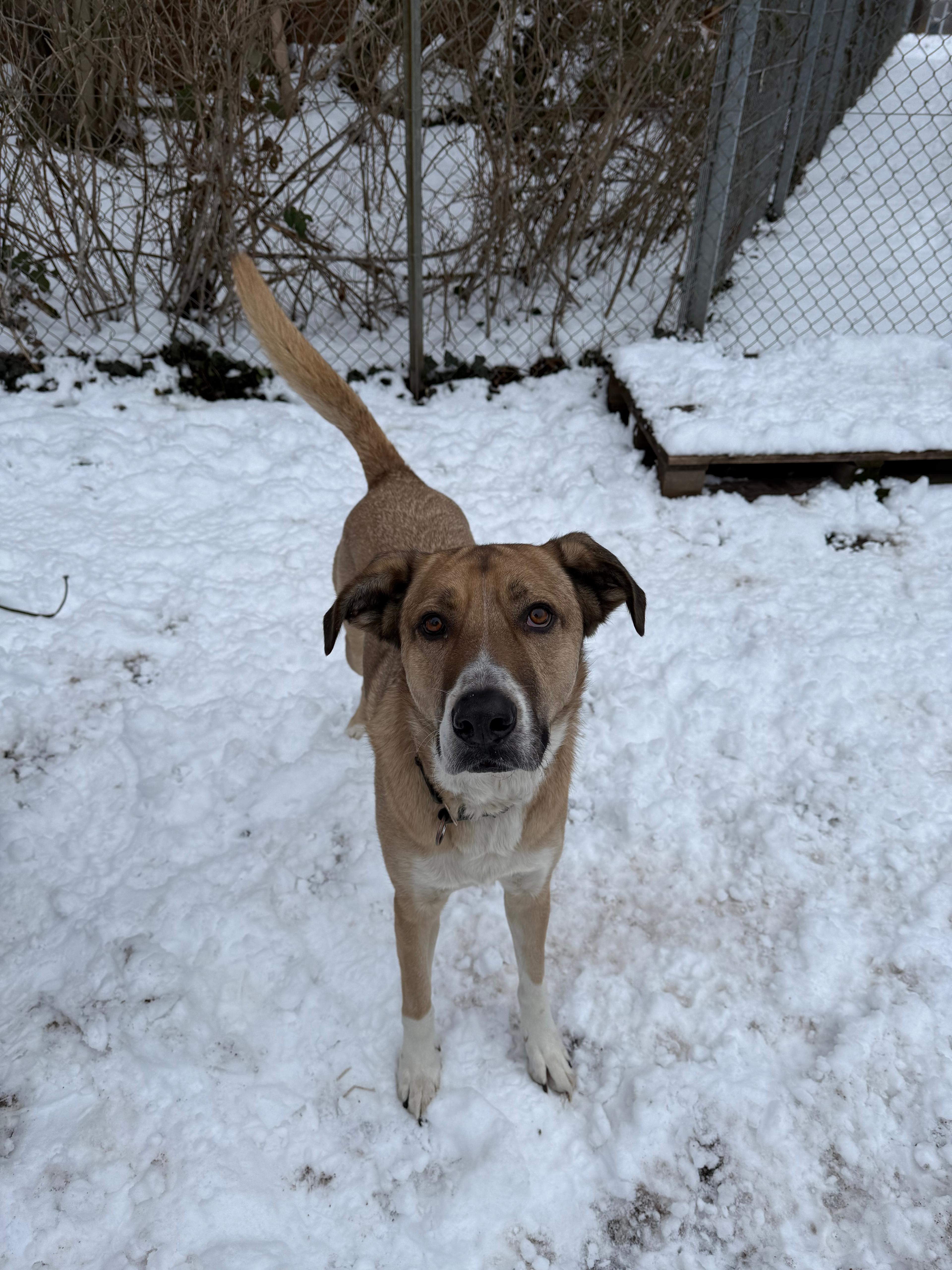 Hund, Kangal-Mischling, Willy Wonka , Tierheim Burgdorf