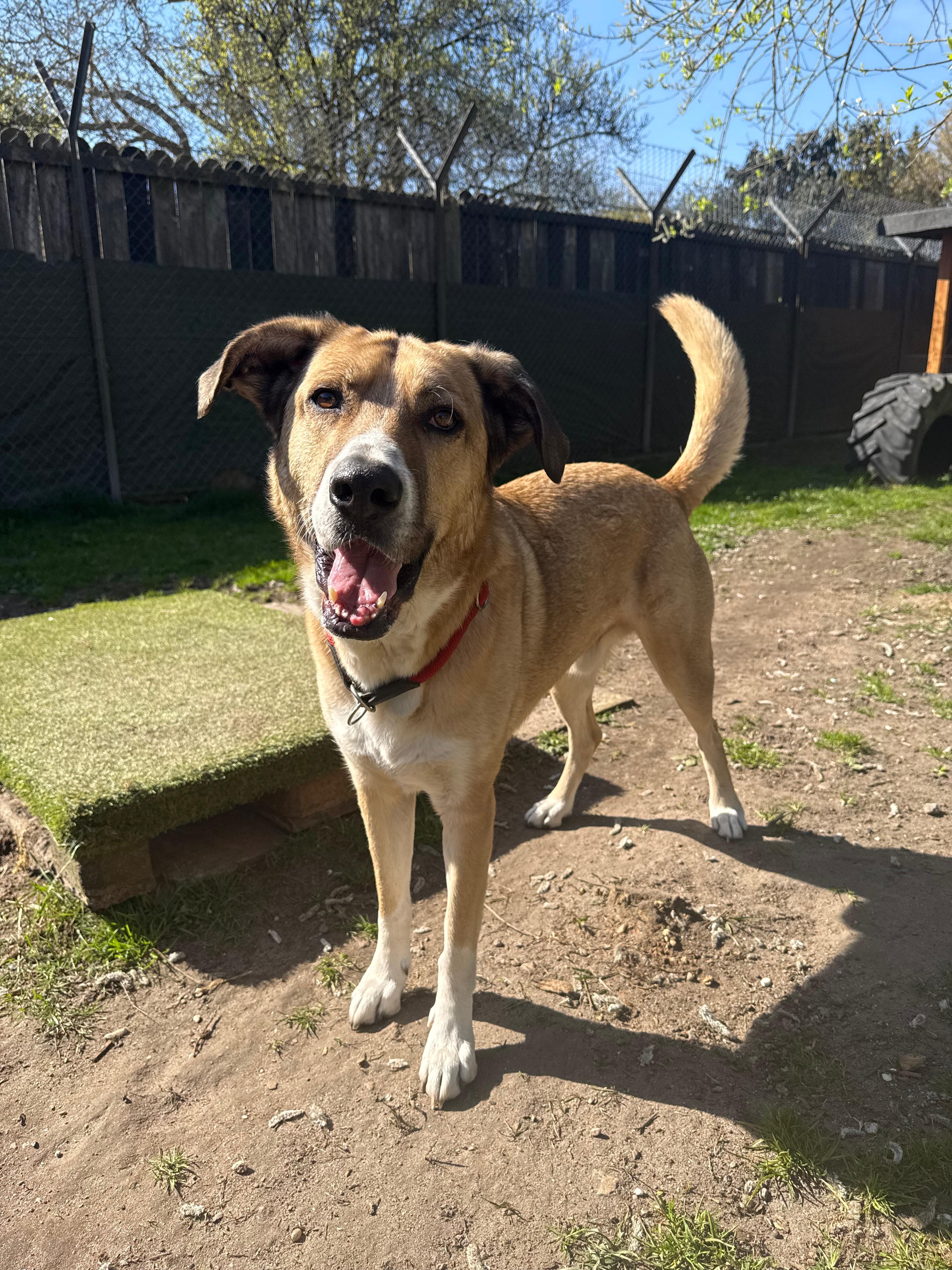 Hund, Kangal-Mischling, Willy Wonka , Tierheim Burgdorf